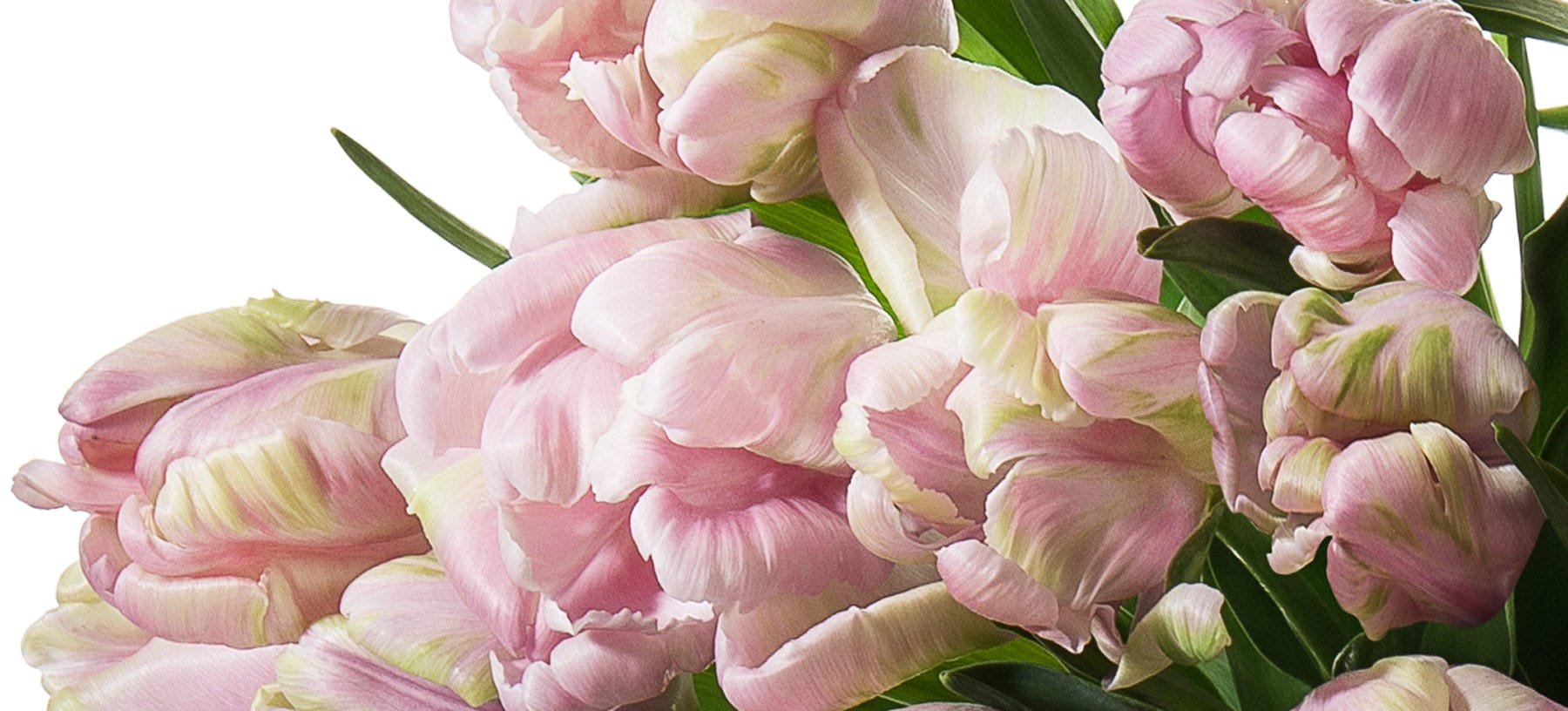 Parrot Tulips