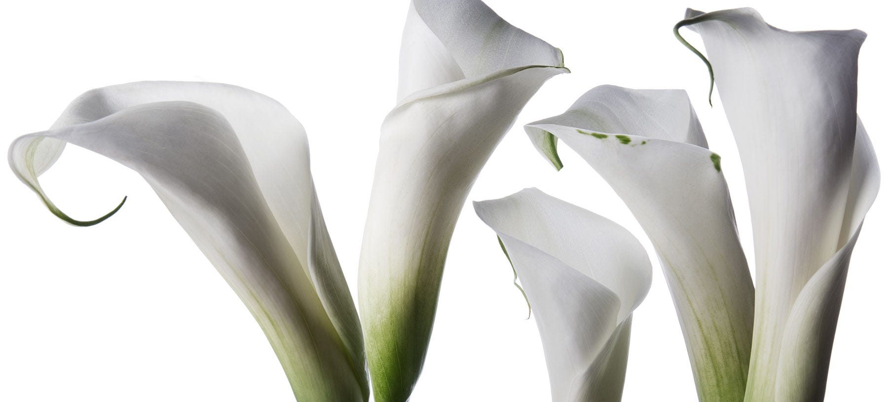 Arum Lily