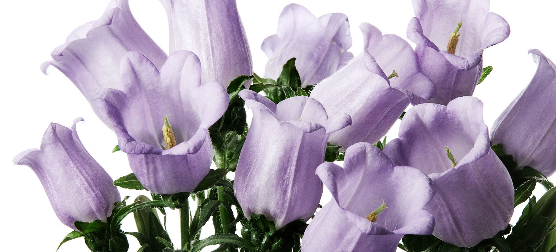 Campanula