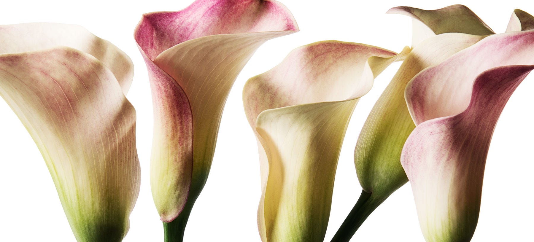 Calla Lily