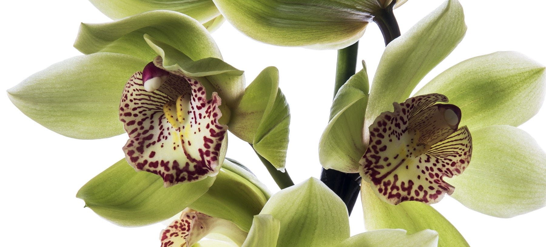 Cymbidium Cut Orchids