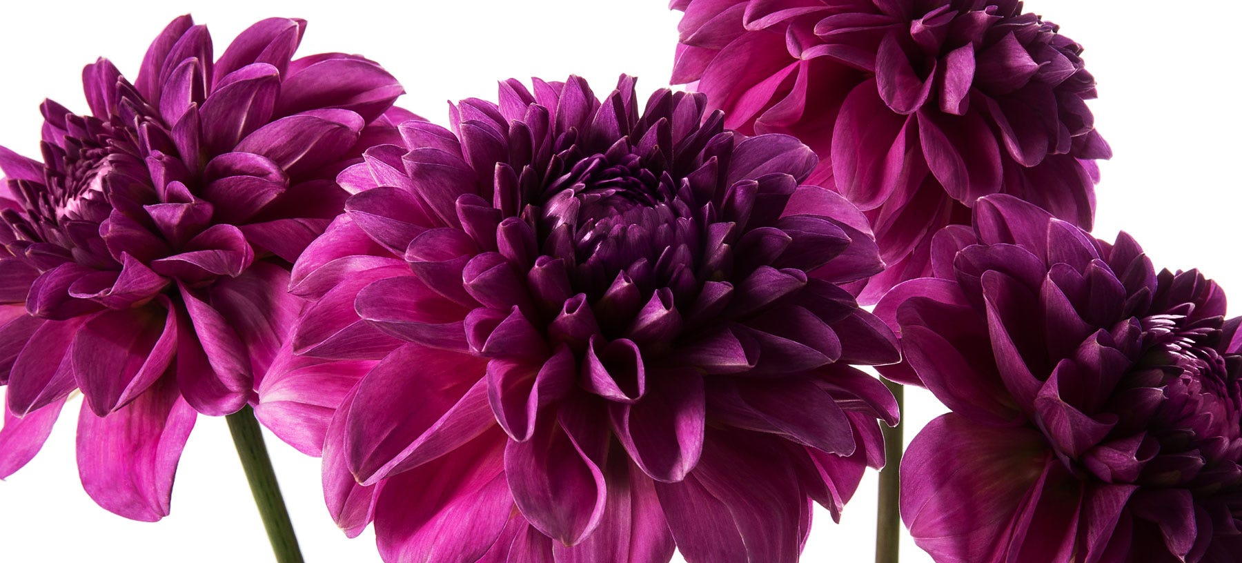 Dahlia