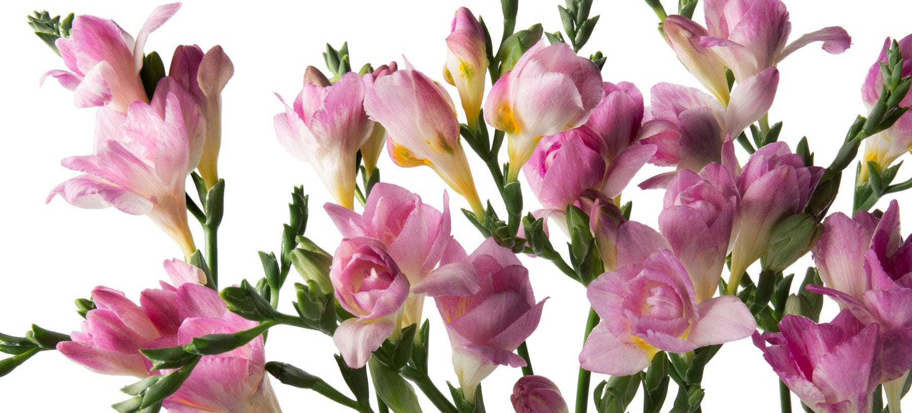 Freesias