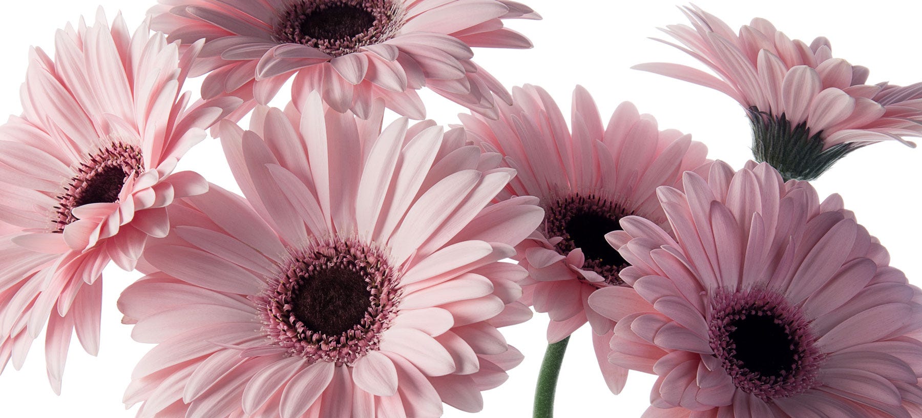 Gerbera Daisies