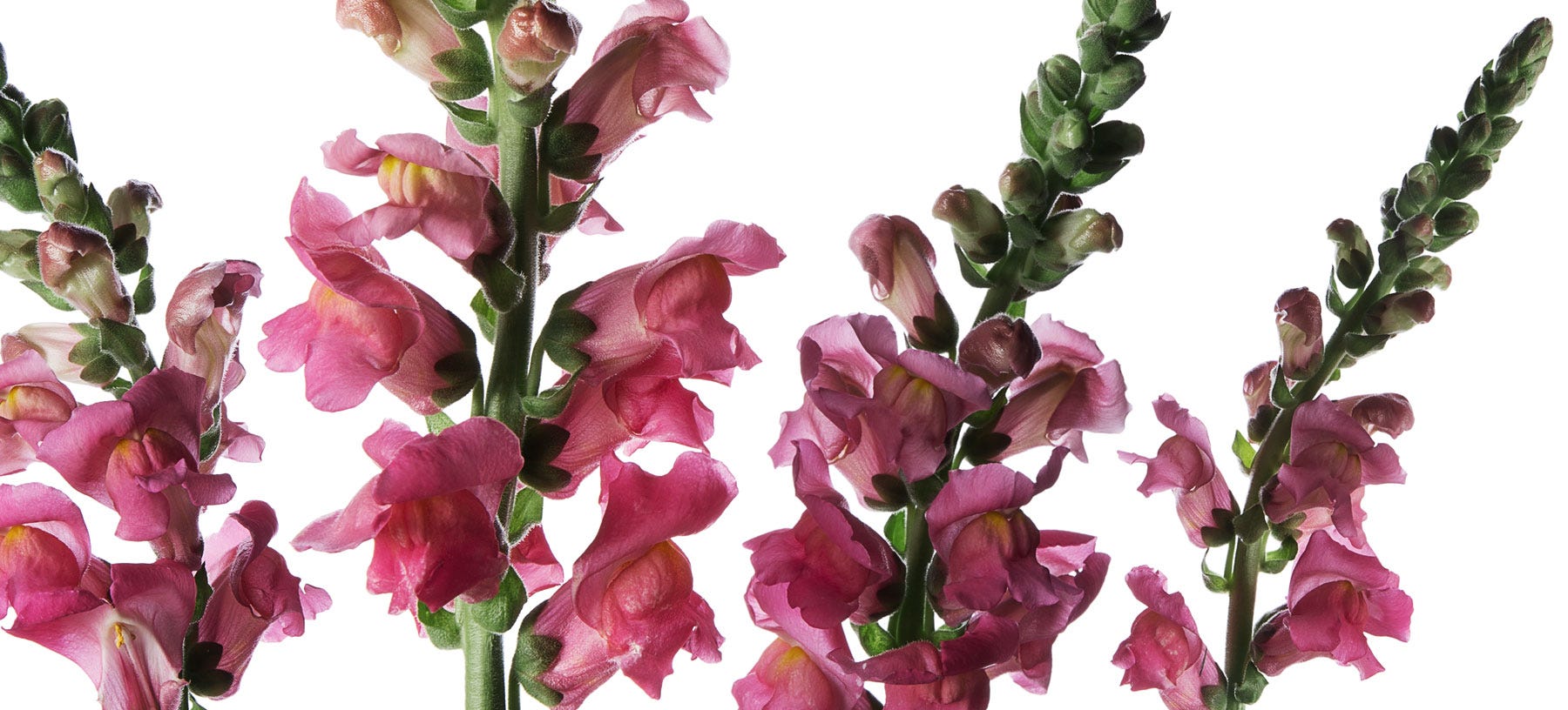 Snapdragons