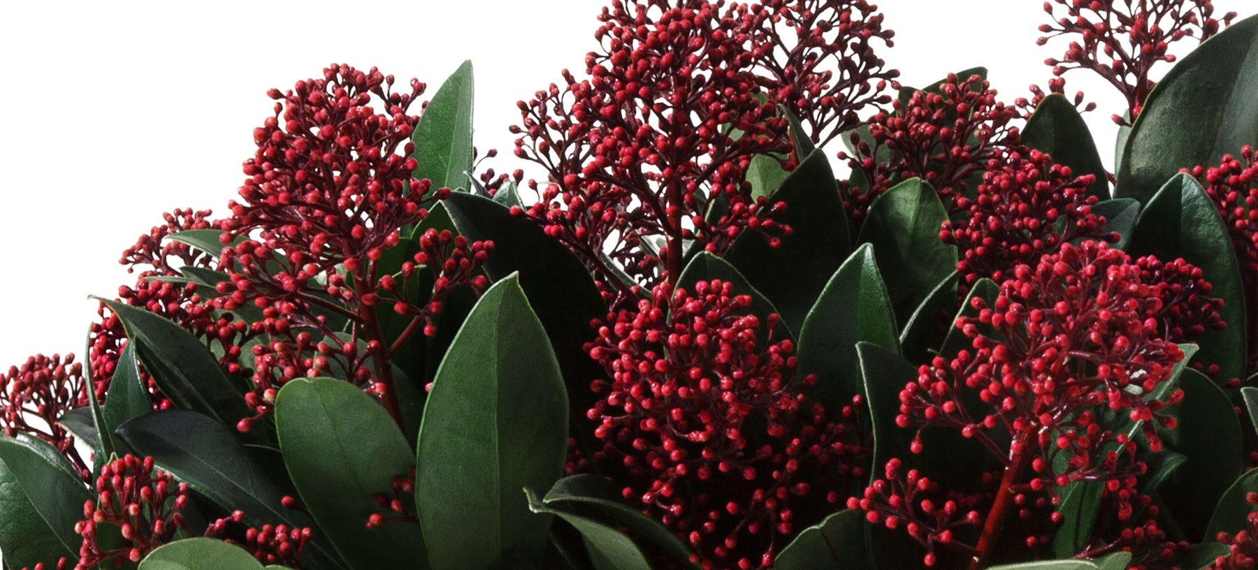 Skimmia