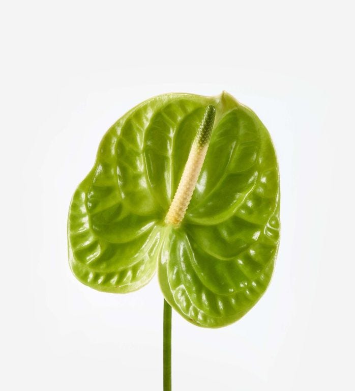 Lily Green Anthurium