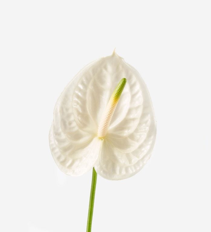 Perfect Moment Anthurium