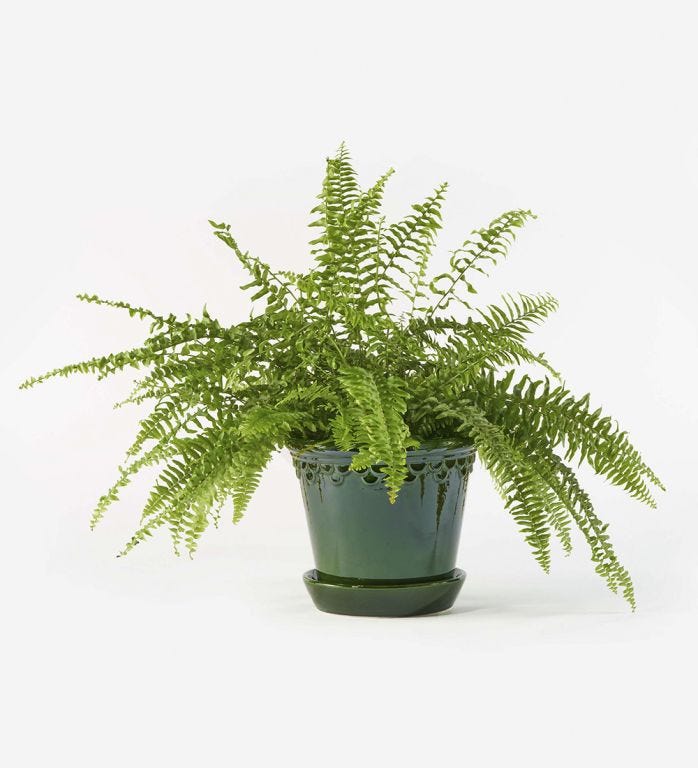 Boston Fern in a Glazed Green Emerald Pot