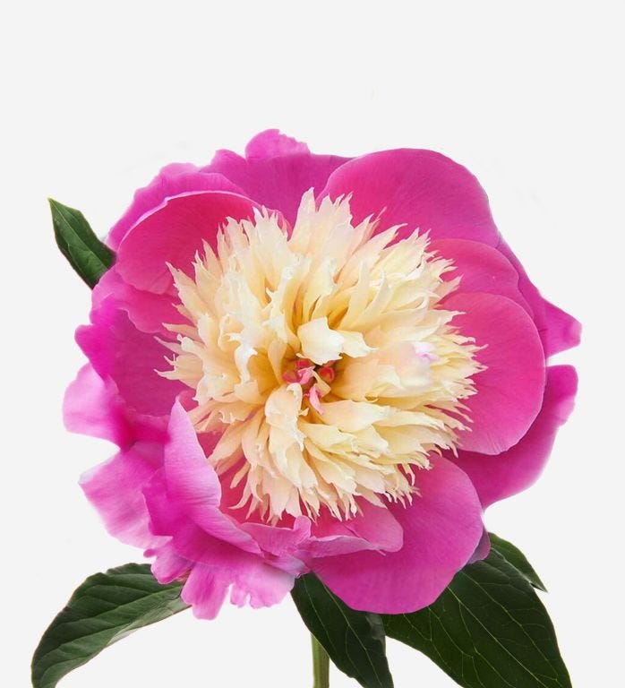 British Strawberries and Cream Peony