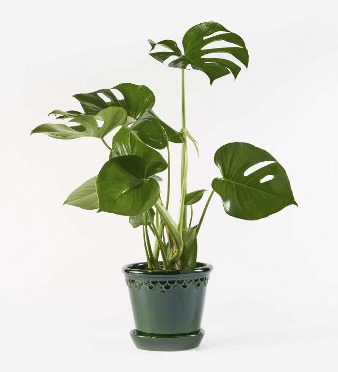 Green Cheese Plant