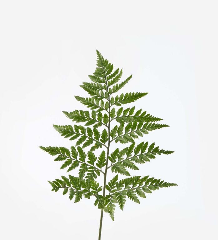 Fern Foliage