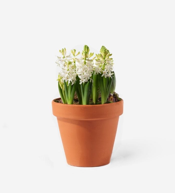 Snow White Hyacinth Spring Bulbs