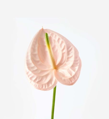 Sandy Lane Anthurium