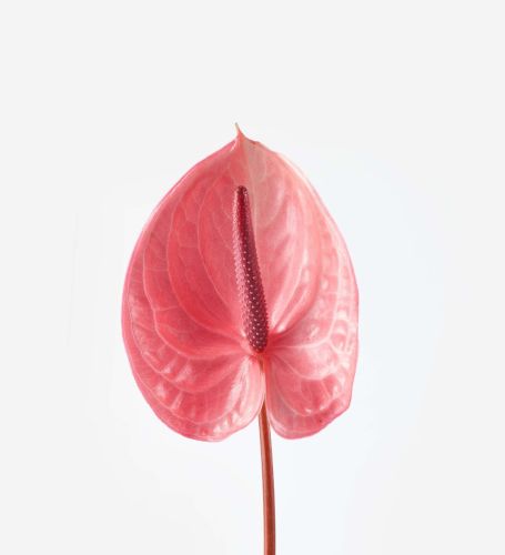 Daybreak Anthurium