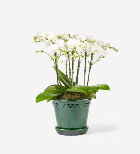 Everyday Elegance Orchid Plant in a Glazed Emerald Pot