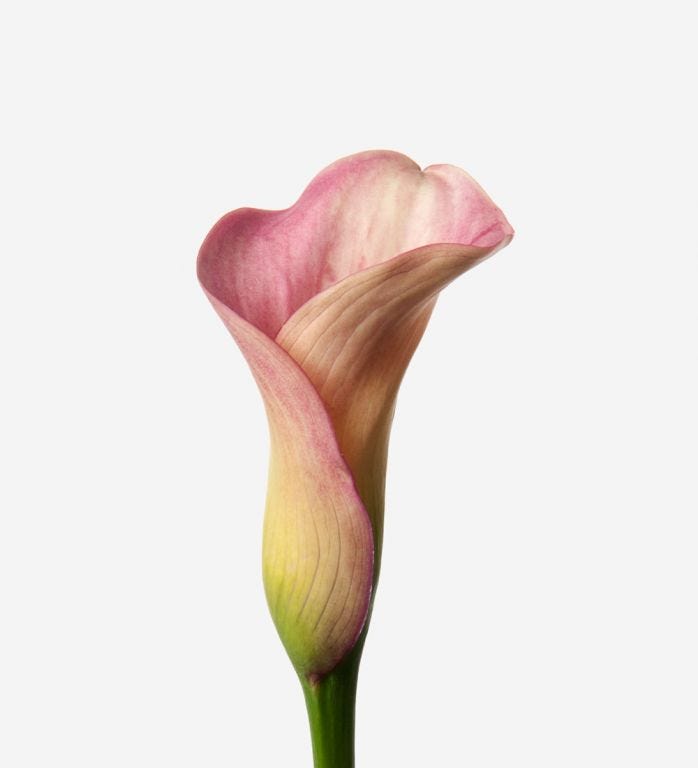 Pink Calla Lilies