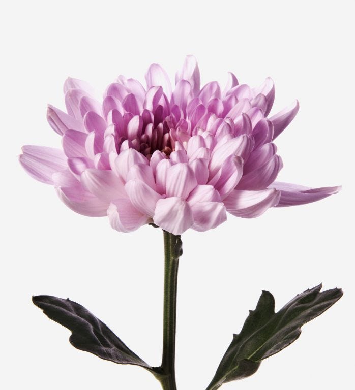 Pink Chrysanthemums