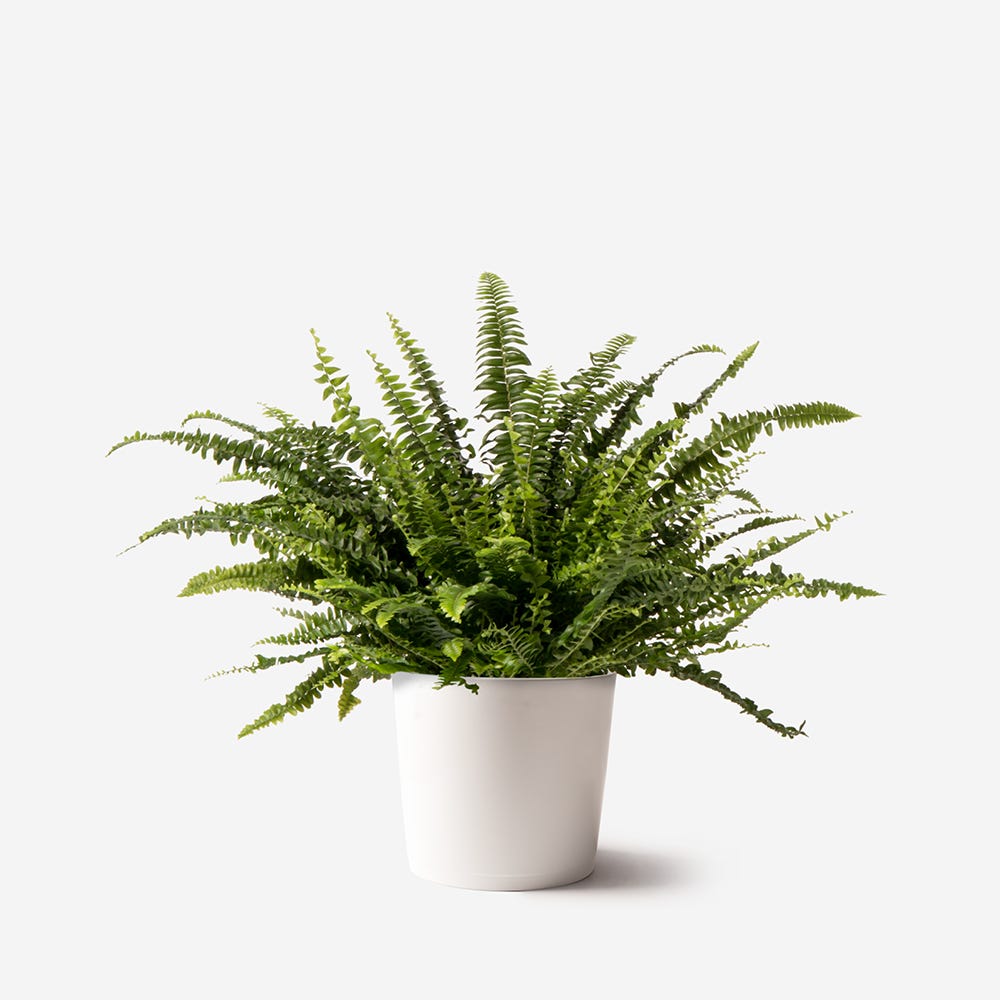 Boston Fern Plant