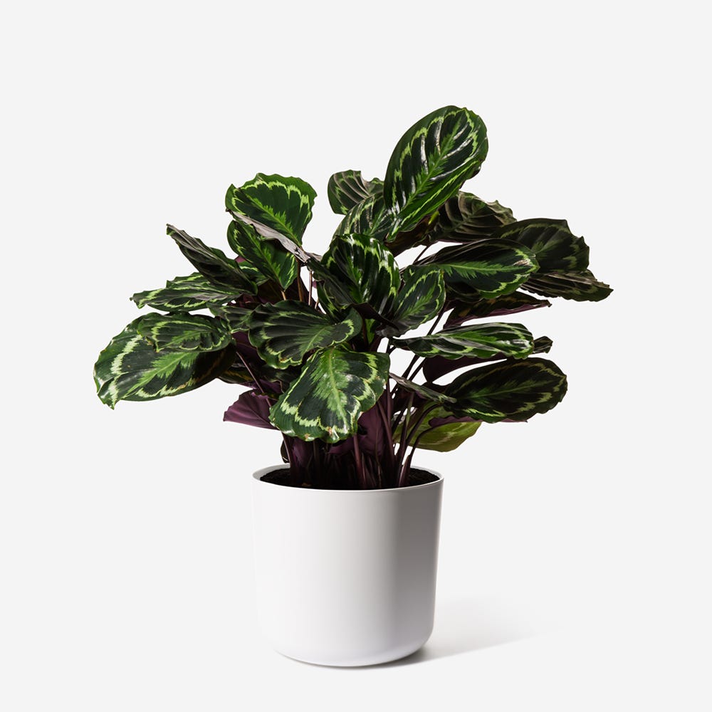 Tortoiseshell Calathea Medallion