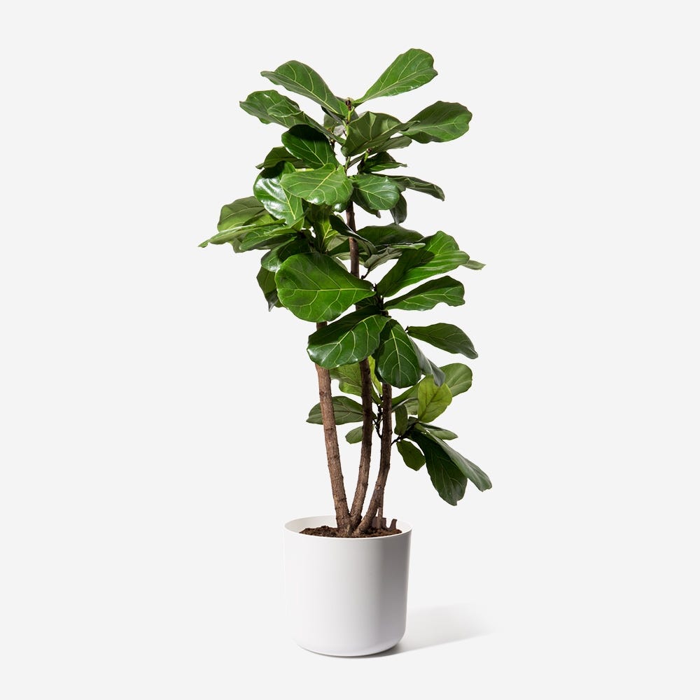 Fiddle Leaf FigPlant