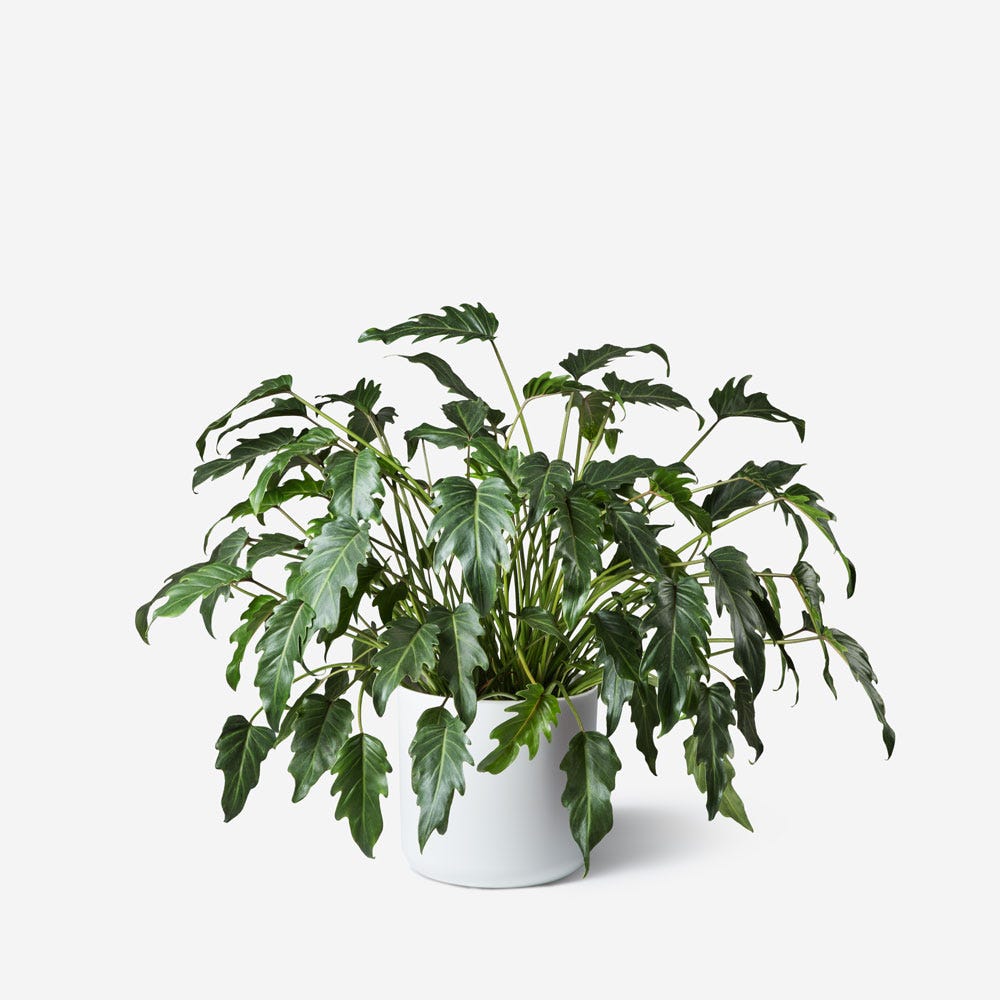 Philodendron