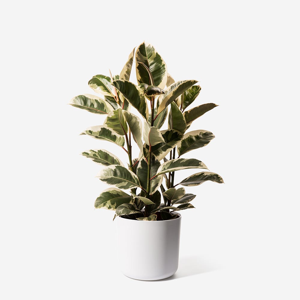 Camouflage Rubber Plant