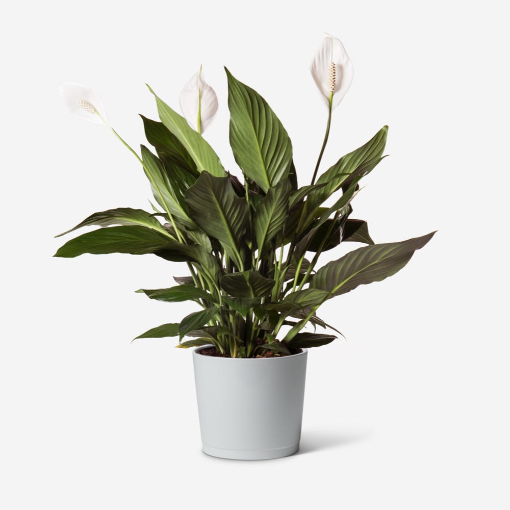 Peace Lily Plant